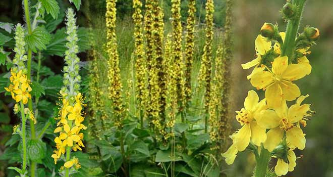 Agrimony