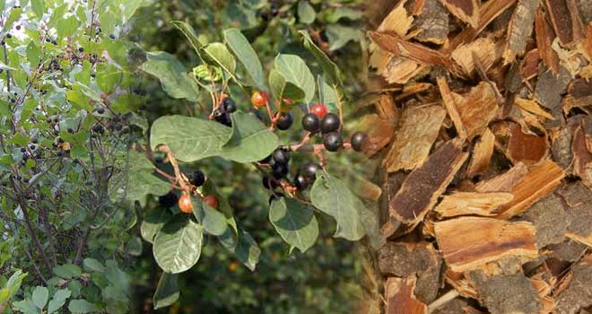Alder buckthorn