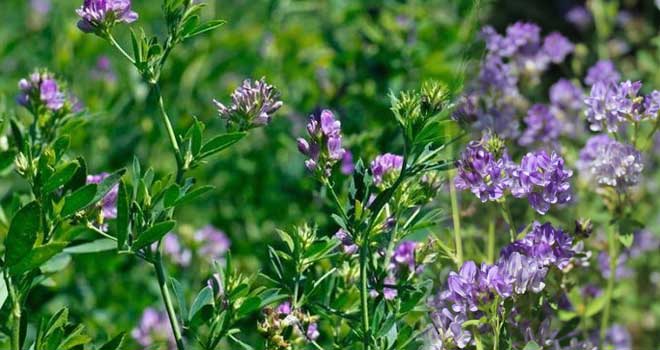 Alfalfa