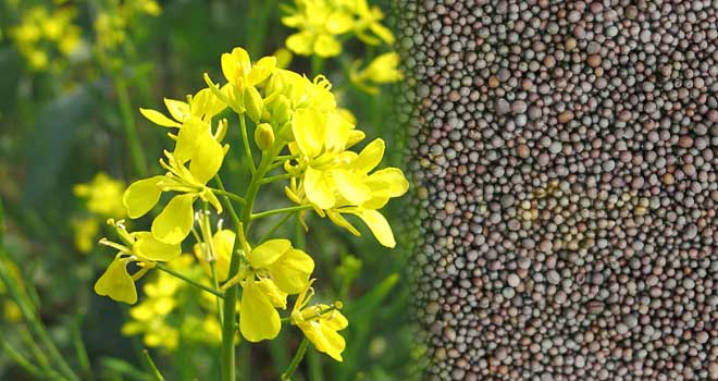 Black mustard
