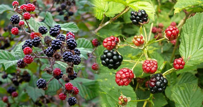 Blackberry