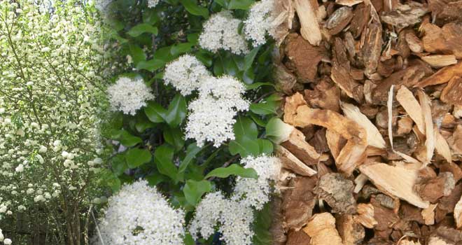 Blackhaw