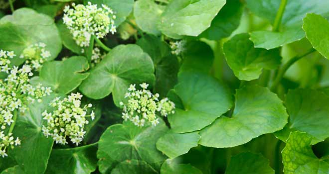 Centella