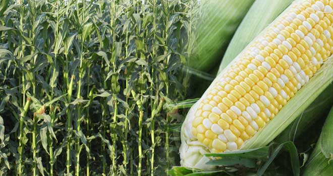 Corn