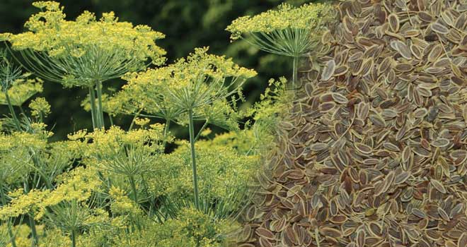 Dill