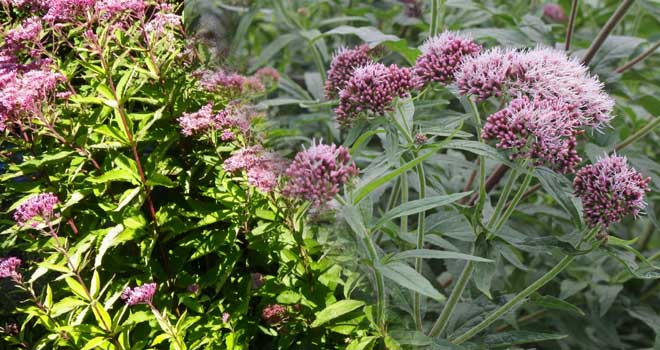 Hemp agrimony