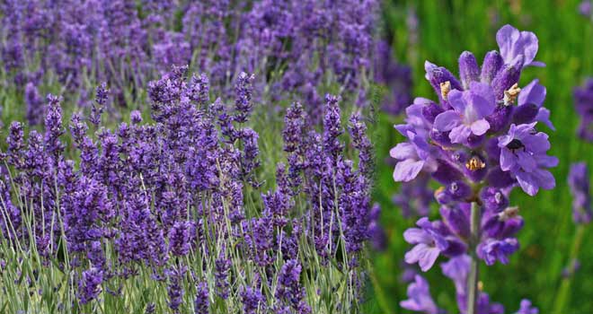 Lavender