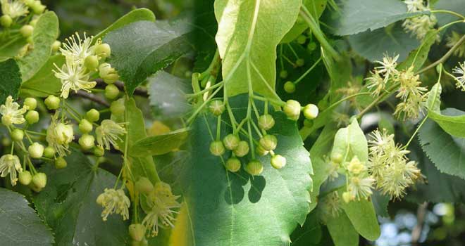 Littleleaf linden
