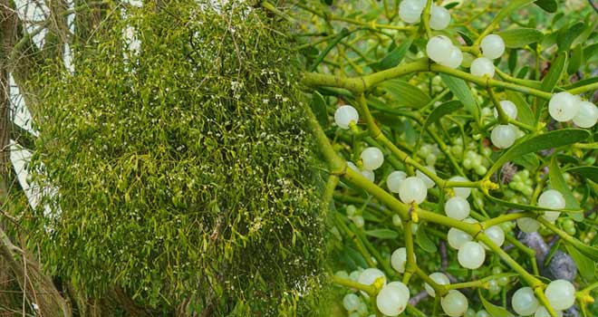 Mistletoe