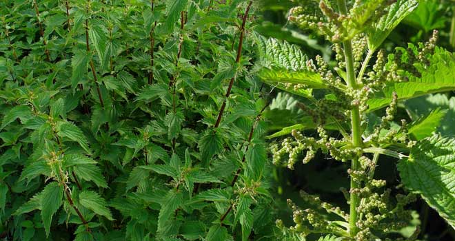Nettle