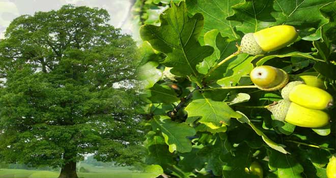 Oak