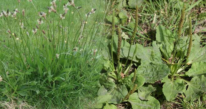 Plantain