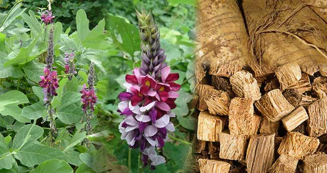 Pueraria