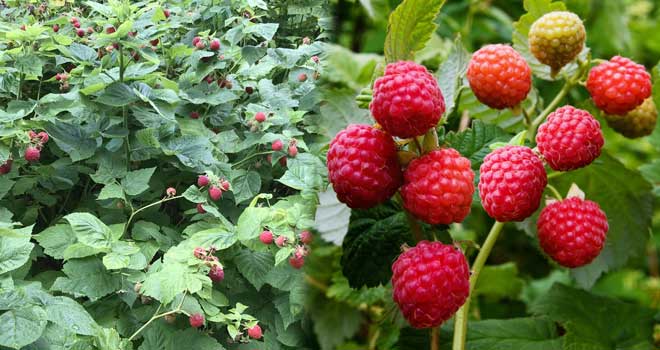 Raspberry