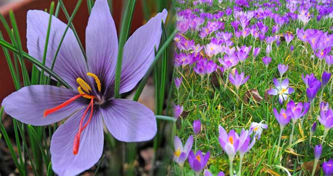 Saffron