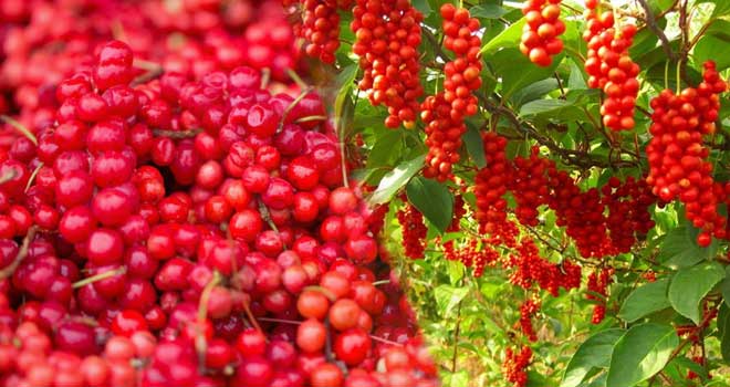 Schisandra