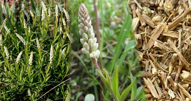 Seneca snakeroot