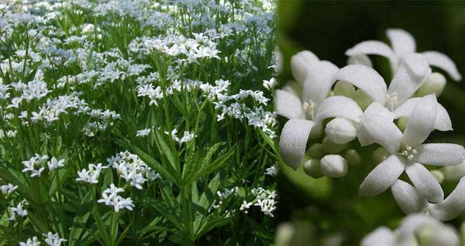 Woodruff